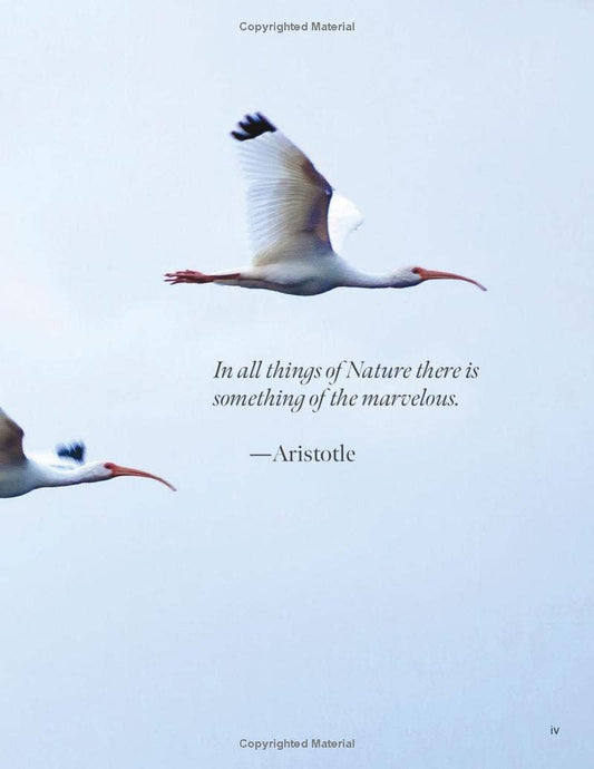 National Book Network - Florida Birds: A Birdwatcher Discovers the Sunshine State