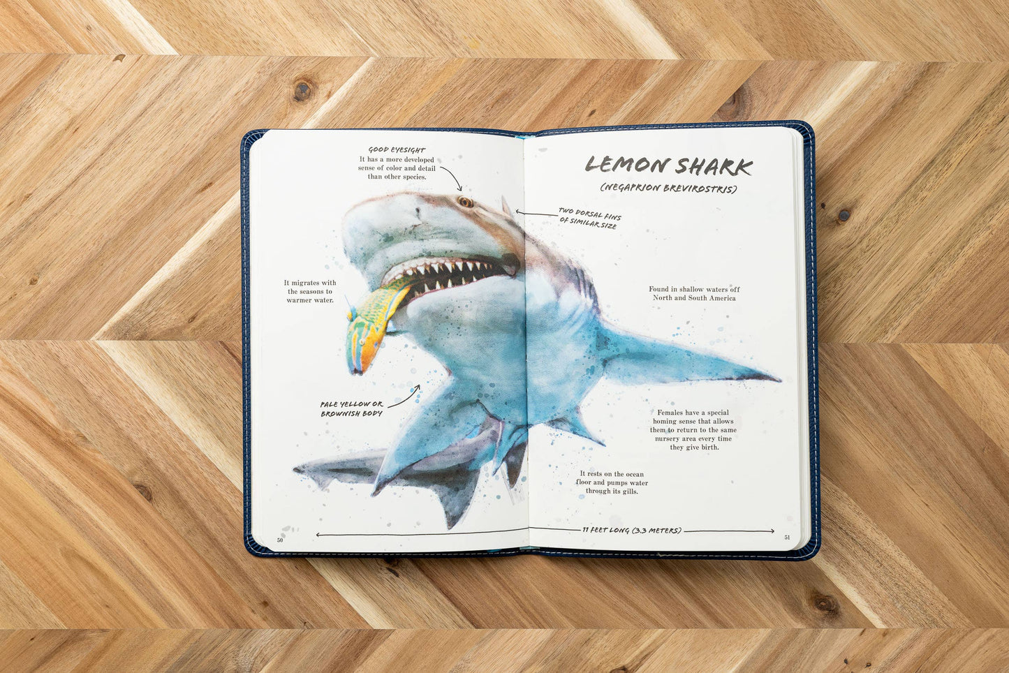 HarperCollins Focus - Ultimate Shark Field Guide Illustrated by Csotonyi