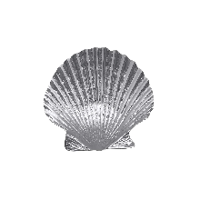 Mariposa - Scallop Trinket Dish