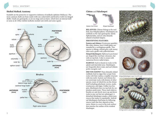 National Book Network - Florida's Seashells: A Beachcombers Guide