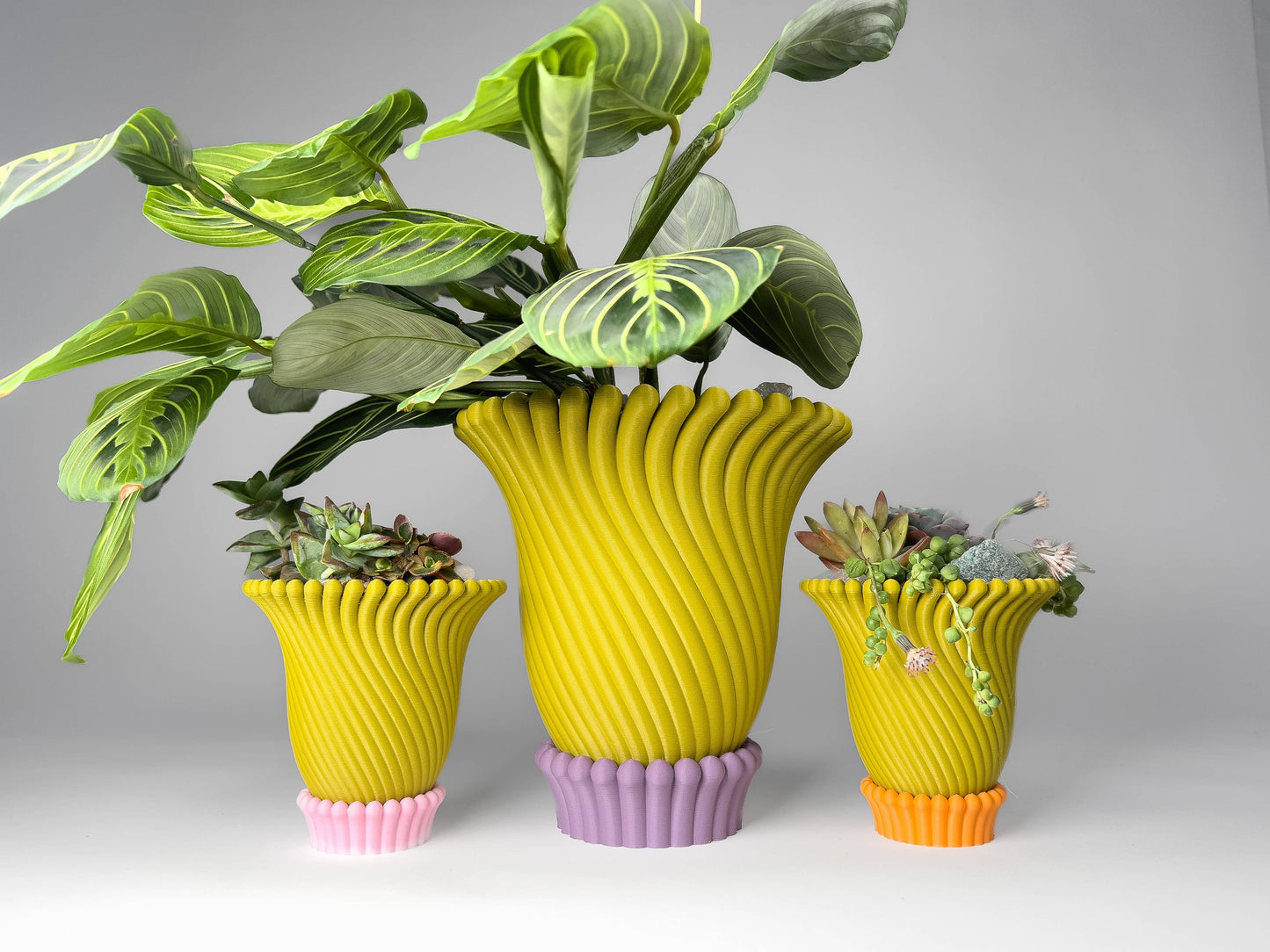 Anemone Planters - 5 and 6 Inch (6 Beautiful Colors!)