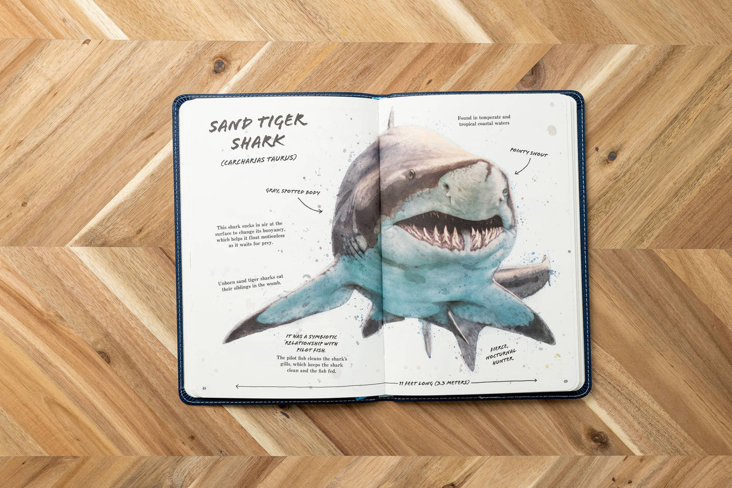 HarperCollins Focus - Ultimate Shark Field Guide Illustrated by Csotonyi