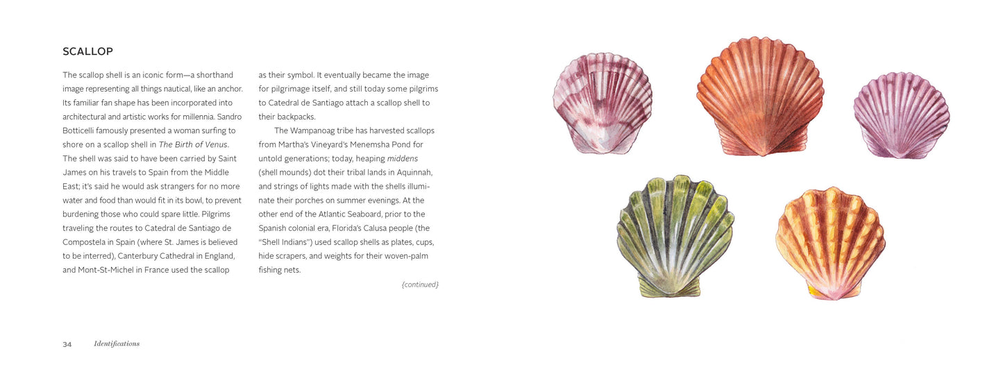 Chronicle Books - The Beachcomber's Companion